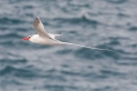 059 Red-billed tropicbird 06